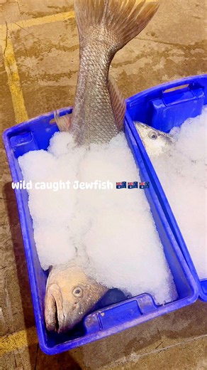 6 comments | Australian Jewfish # | Bja seafood | Facebook