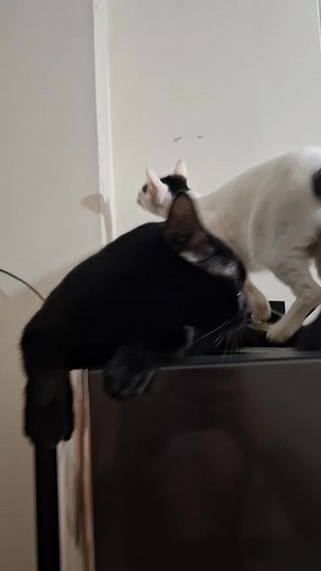 Adventure of Hercules Gang #catvideos #HerculestheCat | Hercules The Cat