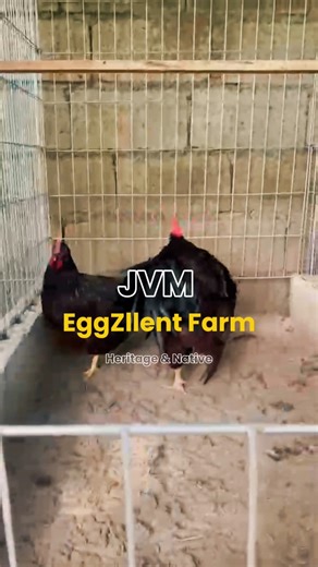 Quality Heritage Chicken Breeds 🐔🐓 Rhode Island Red, Barred Plymouth Rock, Buff Orpington, & Darag Native Chicken Like, Share & Follow us! 🐔😊 📍Hermosa, Bataan #JVMEggZllentFarm #Rhodeislandred #Bufforpington #BarredPlymouthRock #Daragnativechicken #Heritagechickens #Farmlife #Qualitybreed #Chickenfarming #foryoupageシ | JVM EggZllent Farm