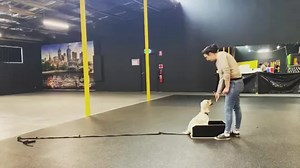 Skills 💛 | Pro Dog Training