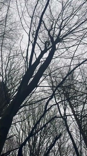 Early spring uk birds-😁 #birds #uk #spring #woodland