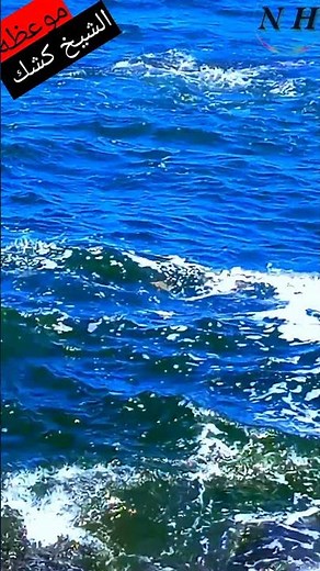 الشيخ عبد الحميد كشك