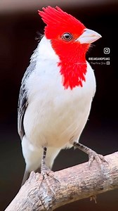The Red-Crested Cardinal (Paroaria coronata) is a striking bird known for its vibrant plumage and distinctive appearance. Native to South America, this bird showcases a brilliant red crest and face, contrasted by a sleek black crown and white underparts. #birdingtours #nature #adventures #wonderful_places #culture #brazilnature #experince #vip #tours #travel #birding #birdingphotography #birdersofinstagram #wonderful #photooftheday #naturevideo #wildlife #brazil #beaksandpeaks #hummingbird #inst
