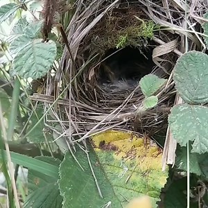Common swift birds catches Locust Butterfly for the baby to eat | Review Birds News