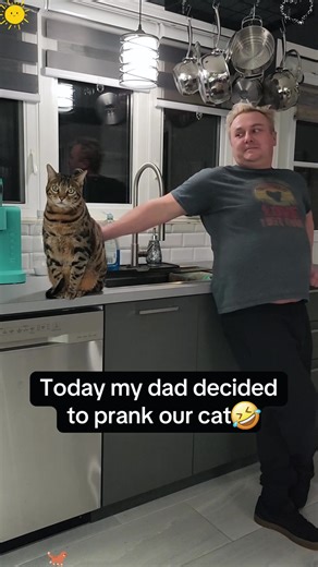 Mischievous Cat Moments That Will Make You Laugh