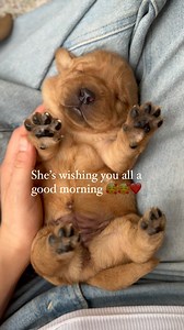 Sound on so you can hear her wish you all good morning 🥰🤣 This is one of our sweet English Labrador pups, the only female in the litter ❤️🥹 Puppies find their voices the minute they are born. But They continued to grow more dynamic over the following weeks. ❤️ I just love the is adorable sound, and I could listen to it for hours on end 🥹 #englishlab labradorpuppy #labpuppies #foxredlab #redlabrador #yellowlabpuppy #yellowlabsquad | The Happiest Labrador