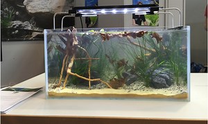 The Biotope Aquarium: Thailand