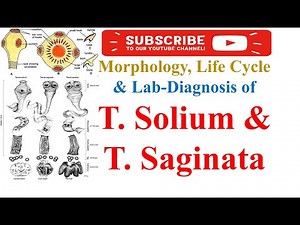 📌 Morphology, Life Cycle & Lab Diagnosis of T. Solium & T. Saginata | #bmlt #mls #mlt #bscmlt #study