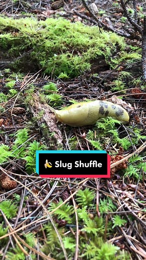 Fascinating Facts About Banana Slugs: Nature's Hygroscopic Wonders