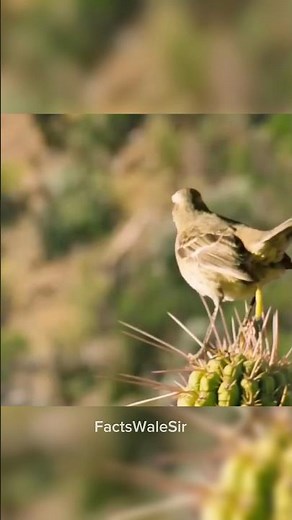 Mocking bird 🐦 | #facts