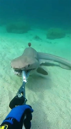 Rare Frilled Shark Look-Alike in Clear Shallow Waters