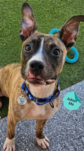 Adopt a Pet on Instagram: "PLEASE SHARE! This fun-loving puppy just wants a place to finally call home. 🥺 Meet Spingotti, a 10-month-old Plott Hound/American Pit Bull Terrier mix who has spent nearly his entire young life bouncing between shelters and rescues. Now with @poundpuppyz in Phoenix, Arizona, this sweet boy hasn’t given up hope that his forever person is out there—and neither have we. Spingotti absolutely adores other dogs and people of all ages, and firmly believes personal space is