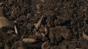 Close Emerald Cockroach Stock Footage Video (100% Royalty-free) 3645979451 | Shutterstock