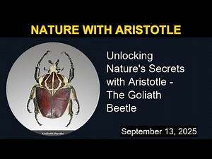 Unlocking Nature's Secrets with Aristotle - The Goliath Beetle | Nature with Aristotle