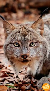 21K views · 1K reactions |  Today is International Lynx Day!With...