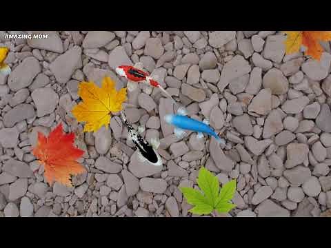 2 Hours 60 FPS Koi Fish HD Live Wallpaper