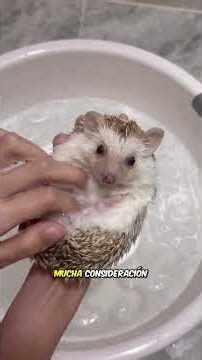God saved the life of a pregnant hedgehog