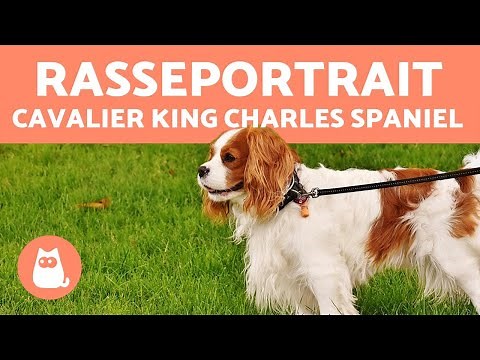 Cavalier King Charles Spaniel - CHARAKTER und PFLEGE