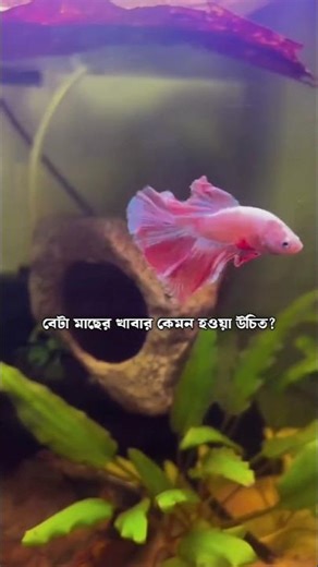 বেটা মাছকে কি কি খাবার দেয়া উচিত জেনে নিন। What food should be fed to fighter fish?🐟 #fighterfish
