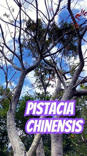 Pistacia chinensis