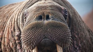 Watch Live As Thousands Of Walruses Kill Time On An Alaskan Beach--It Will Make Your Day