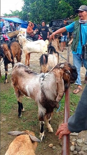 Kualitas Bagus Semua Kambing Jantan di Pasar Bendilwungu #kambingjantan #kambingjawarandu