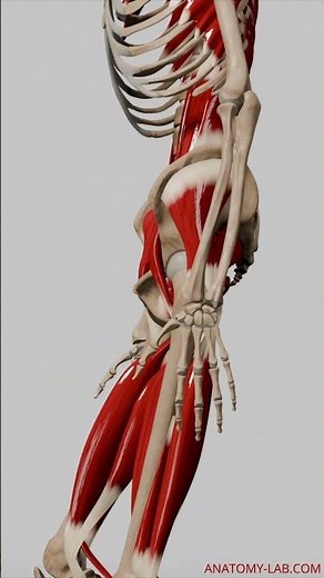 Revealing Deep Muscles: 3D Animation Walk Cycle (Side View)