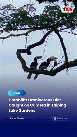 01 Jan 2026: A rare sight at Taiping Lake Gardens has sparked curiosity after a hornbill was seen preying on another bird. While hornbills are often associated with fruit-rich diets, they are actually omnivores. Depending on species and habitat, their meals can include insects, small reptiles, rodents and occasionally other birds. Forest-dwelling hornbills tend to be more frugivorous, but this moment reminds us that wildlife behaviour is shaped by survival, environment and opportunity, not human