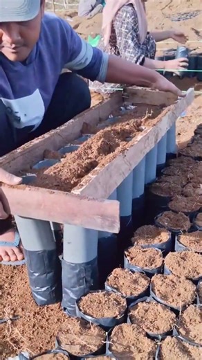 This is how to quickly fill soil in a polybag #quickway #fill #soil #polybags