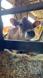 Come with me on a journey of learning about a cows digestive system and why you can’t eat like a cow.(hint biology is important) | TDF Honest Farming