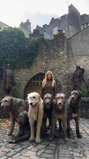 The Irish Wolfhound… the giant that once stood between the people of Ireland and the last wolves of this land. 🐺⚔️ Centuries ago, the original Irish wolfhound was a very different creature — taller, harsher, bred for war and the hunt. These legendary hounds were said to have taken down Ireland’s final wolves, ending an age where wolf and warrior shared the forests. But today’s Irish Wolfhound? He’s a beautiful recreation — rebuilt from Scottish Deerhounds, Great Danes and other breeds after the