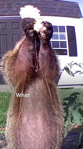 Groundhog Caught Destroying Guy's Garden Brings His Whole Family For Dinner | The Dodo