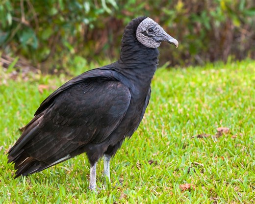 Vultures Trigger Virginia Avian Flu Alert!