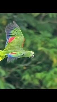 Breeding Blue fronted amazon parrot