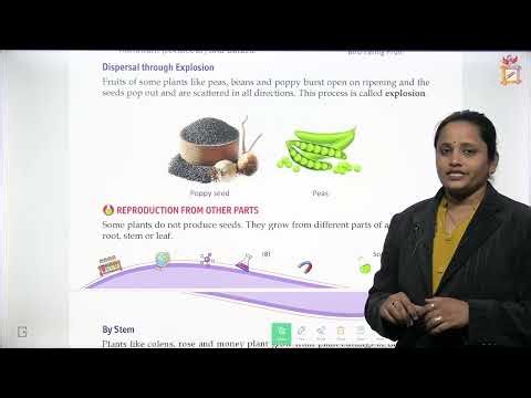 CHIDREN VOICE SCIENCE CLASS 5 CHAPTER 1 REPRODUCTION IN PLANTS