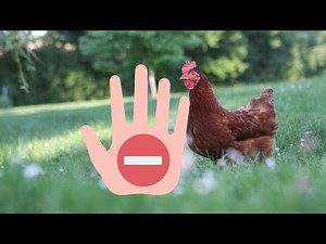 NATURAL fight against red LICE