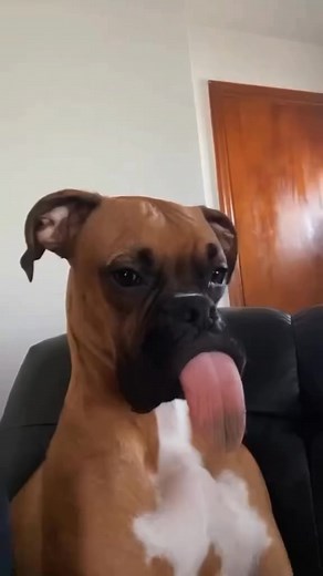 Extra long tongue baby boy #BoxerLove #BoxerDog #BoxerGoofball #BoxerLife #BoxerAntics #BoxerEnergy #BoxerSquad #BoxerNation | Boxer_dog_lovers