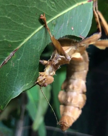 This is one of our adult female Spiny leaf insects (Extatosoma tiaratum) feeding on a eucalyptus leaf. Her mouth parts allow her to feed from the edge of the leaf, cutting the leaf as she moves along. If you listen closely you can hear her chewing! #minibeastwildlife #invertebrateeducation #bugsofinstagram #insects #bugs #stickinsects | Minibeast Wildlife