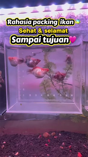 Bismillah cara packing ikan ala ummy molly . Ini pengalaman ummy packing ya biar ikan sehat & selamat sampai tujuan. Semoga bermanfaat #fyp#viral#mollyfish #ikanmolly #creatorsearchinsights