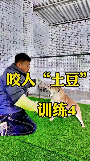 Effective Dog Training Tips for Pet Owners