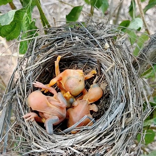 48K views · 1K reactions | Cuckoo baby started falling down the baby and fell into the nest herself | Review All Birds | Facebook