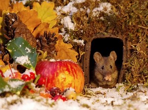 29K views · 228 reactions | George the mouse in a log pile house ....
