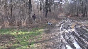Great nose, great mind: National Bird Dog Championship trials at Ames Plantation | AgDay