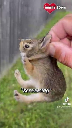 Baby Bunny Screaming After Being Rescue from Hungry Dogs || Heartsome 💖