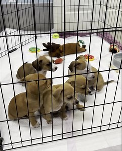 What! More puppies. These are Chiweenie pups and are about nine weeks old. We will post them individually once they are seen by our vet. We are in desperate need of puppy potty pads. We have 11 puppies in the shelter and are a bit overwhelmed. Please spay and neuter your pets. 🐾 | Edgewater Animal Shelter