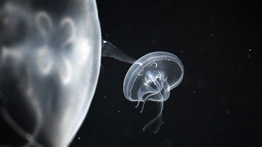Jellyfish swarm forces France's largest nuclear plant to shut down