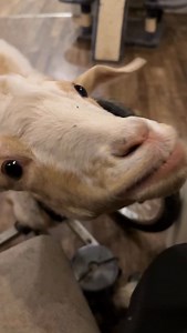 Roobs wants to remind everyone to eat their veggies 🥬. When I make a salad, I need to make it twice as big as I would eat. All because I cannot deny Roos little self. Because of histamine issues, I have only olive oil and salt on my salads, but Roo is totally content with that. She always gets her share of the salad first. Just like her smoothies, she prefers to eat it with utensils vs a bowl or plate since she can keep her face nice and clean that way. She really is a princess 😅. It’s all goo