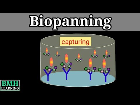 Biopanning | Phage Display |