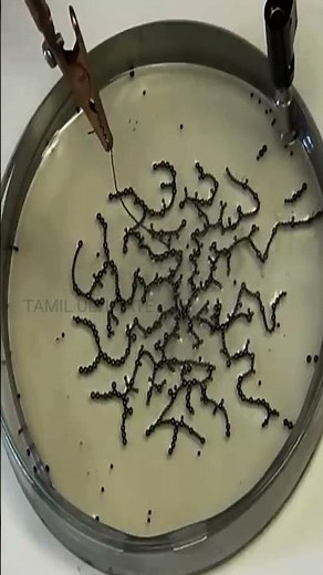 🤓ஆச்சரியமான அறிவியல் சோதனை!🔬 | Amazing Science Experiment | #shorts | Tamil Ultimate