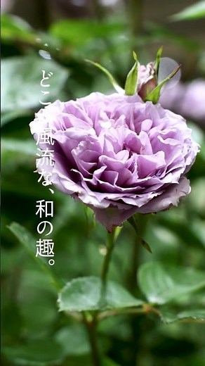 The elegant Japanese beauty of "Murasaki Shikibu" at the Yokohama Flower & Garden Festival 2026 #...